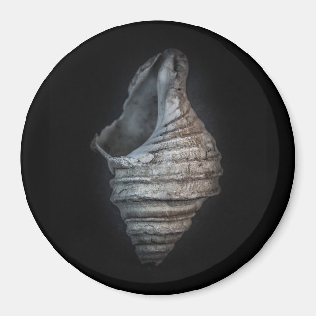 Muscheln Nr. 6 Farbversion Magnet (Vorne)