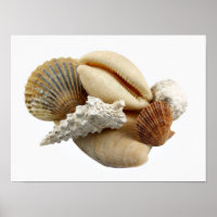 Muscheln Poster