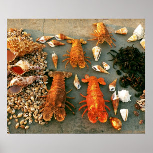 Muscheln Poster