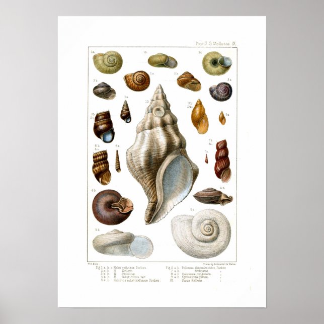 Muscheln Poster (Vorne)