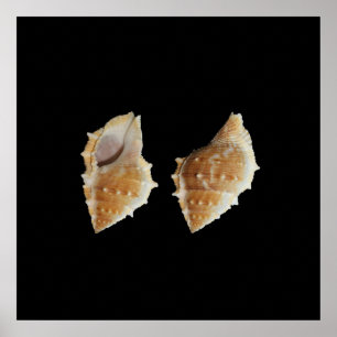 Muscheln Poster