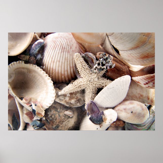 Muscheln Poster (Vorne)