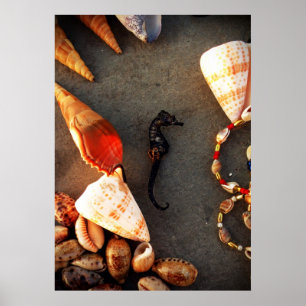 Muscheln Poster