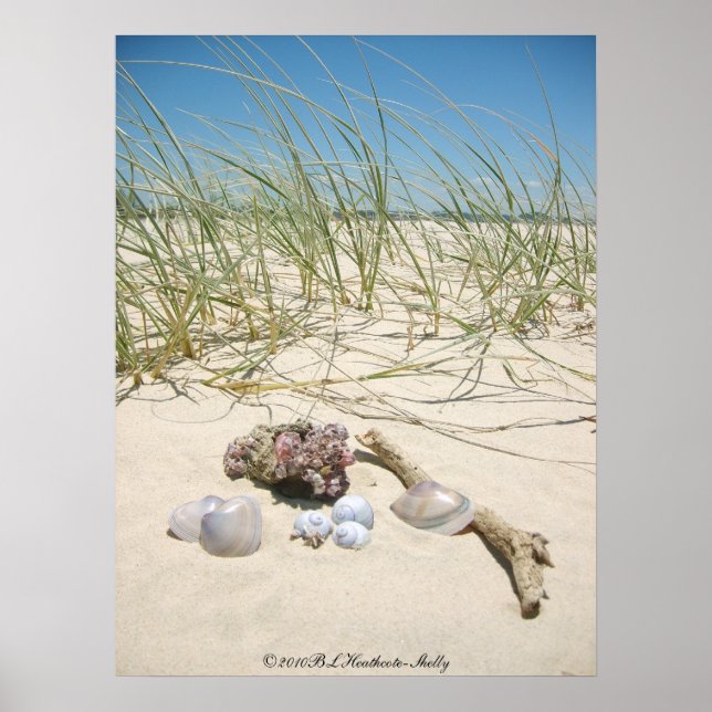 Muscheln Poster (Vorne)