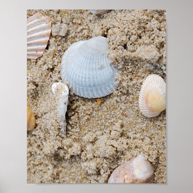 Muscheln - Poster / Druck (Vorne)