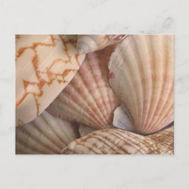 Muscheln Postkarte