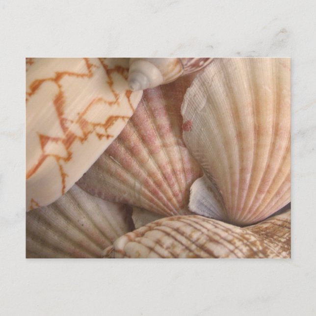 Muscheln Postkarte (Vorderseite)