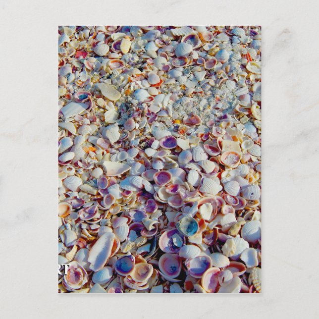 Muscheln Postkarte (Vorderseite)