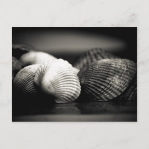 Muscheln Postkarte
