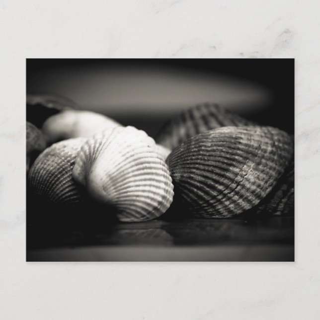 Muscheln Postkarte (Vorderseite)