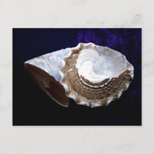Muscheln Postkarte