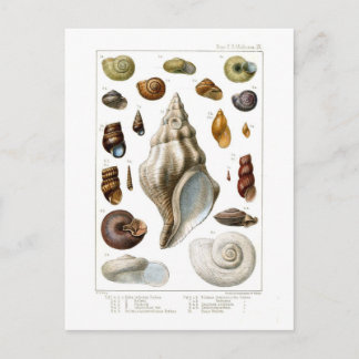 Muscheln Postkarte