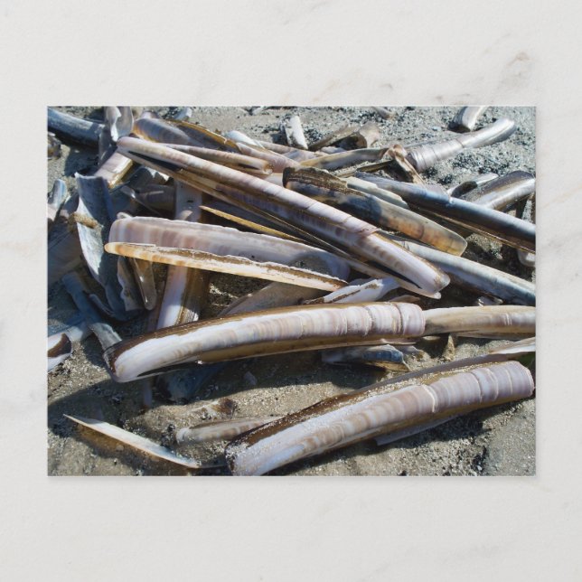 Muscheln Postkarte (Vorderseite)