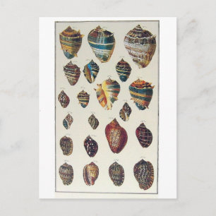 Muscheln Postkarte