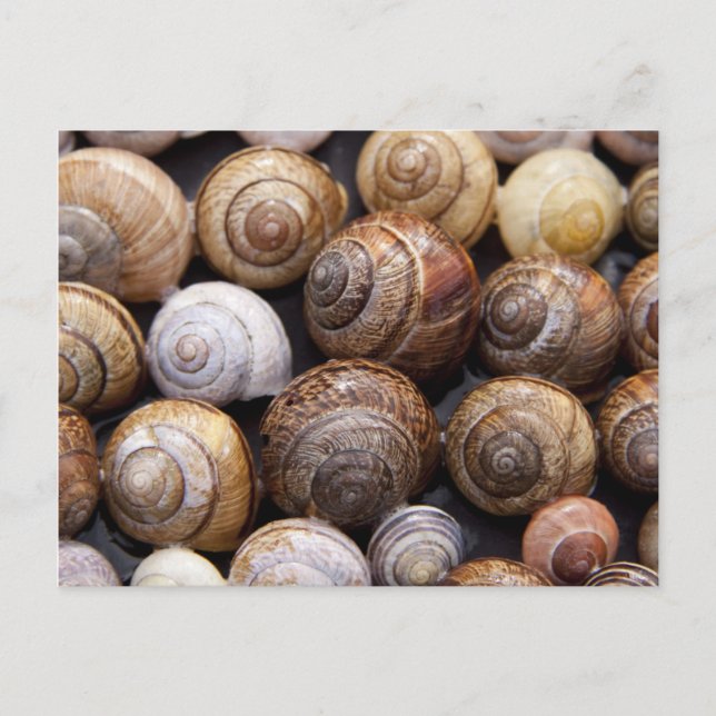 Muscheln Postkarte (Vorderseite)