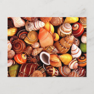 Muscheln Postkarte