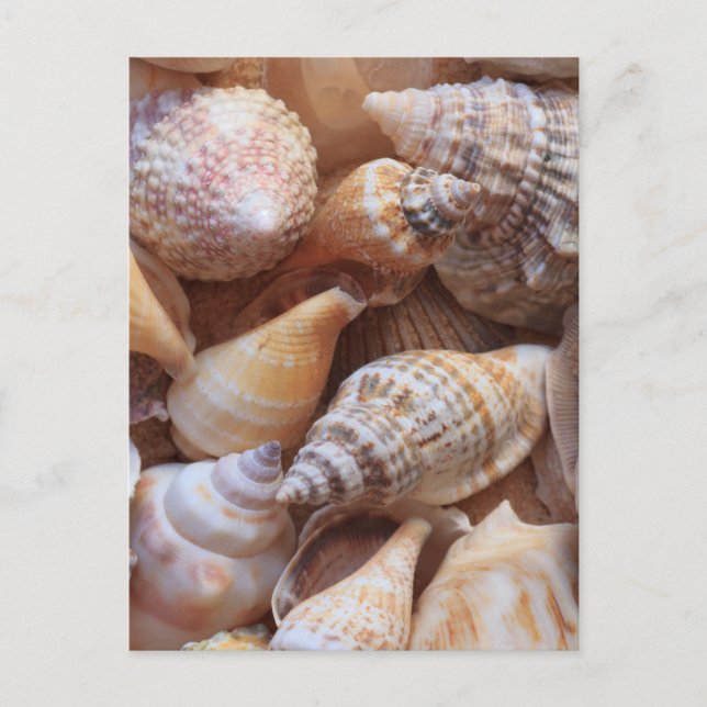 Muscheln Postkarte (Vorderseite)