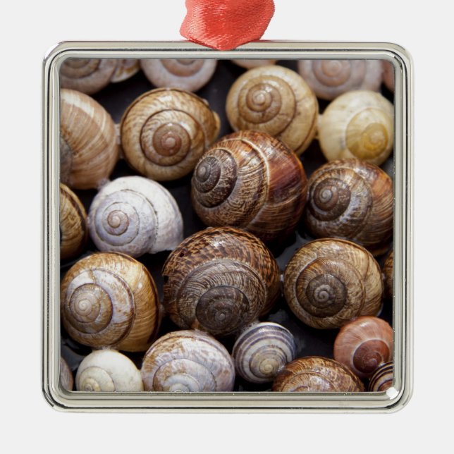 Muscheln Silbernes Ornament (Vorne)