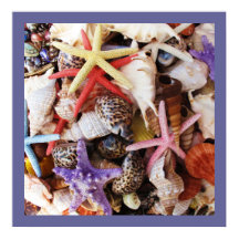 Muscheln Starfish Farbige Muschel