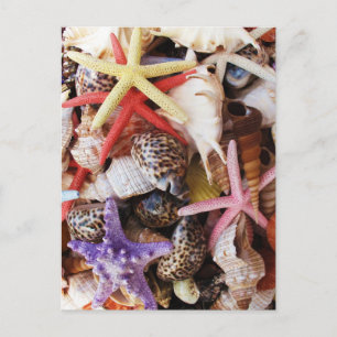 Muscheln Starfish Farbige Muschel Postkarte