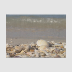 Muscheln, Strand, Wasser, Sand, Meer, Meer, Foto, Seidenpapier