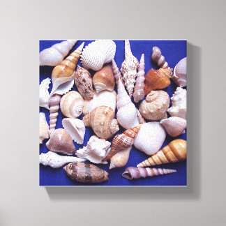 Muscheln überzogene Canvas Art Leinwanddruck