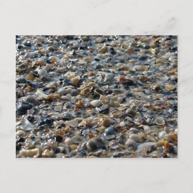 Muscheln und Kies Postkarte (Vorderseite)