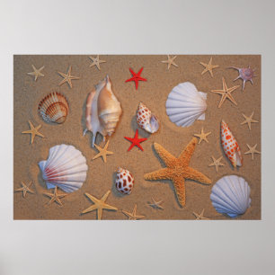 Muscheln und Starfish vereinbart auf Sand Poster