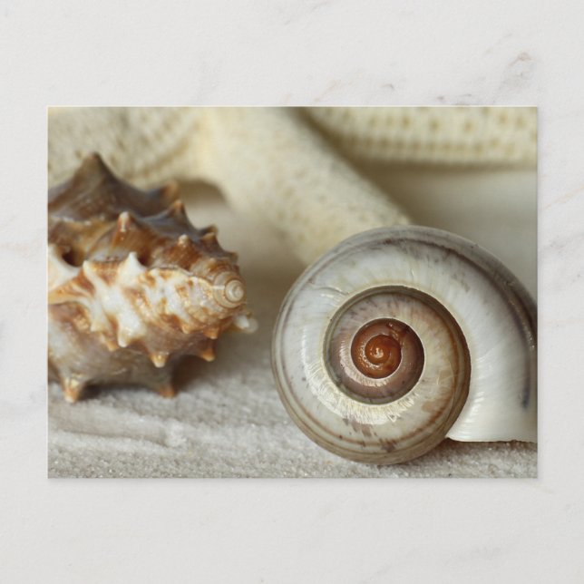 Muscheln und Strandpostkarte Postkarte (Vorderseite)