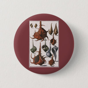 Muscheln, Vintage Meeresmuscheln, Ozean Meereslebe Button