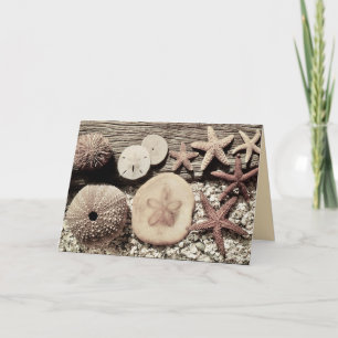 Muscheln von Sanibel & Captiva Karte