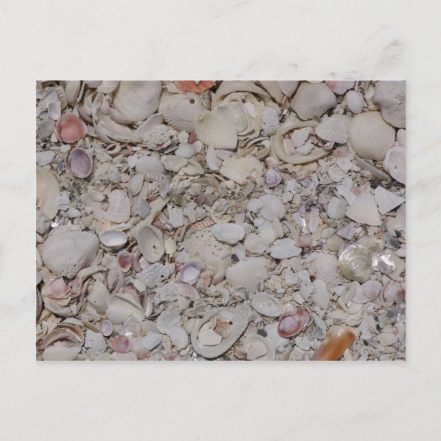 Muscheln von Sanibel Postkarte (Vorderseite)