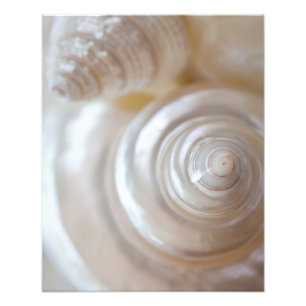 Muscheln von White Seashells Tropical Beach Küste Fotodruck