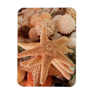 Muscheln zum verkauf in Zihuatanejo, Mexiko Magnet