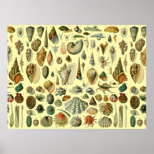 Muschelschale Molluske Klaffmuschel Elegante Klass Poster