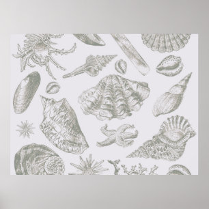 Muschelweiches Antiquitäten Kunst Strandmuschel Poster