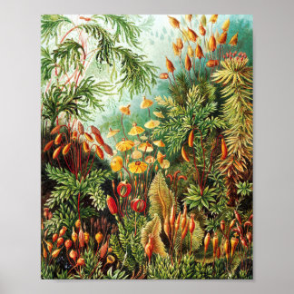 Muscinae Illustration von Ernst Haeckel Poster