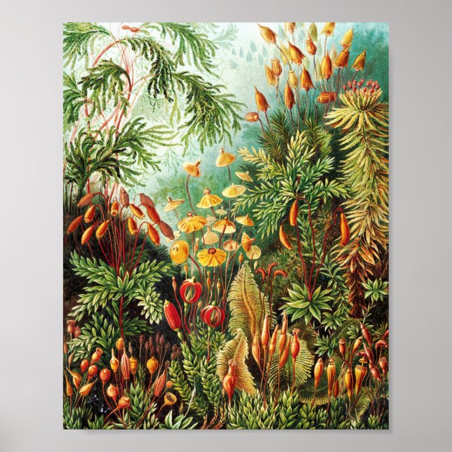 Muscinae Illustration von Ernst Haeckel Poster (Vorne)