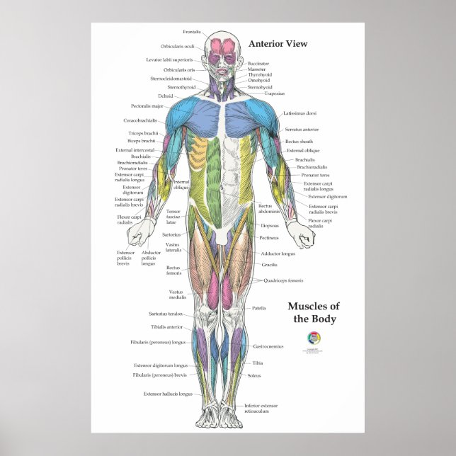 Muscle Anatomy Anterior View Chart Poster (Vorne)