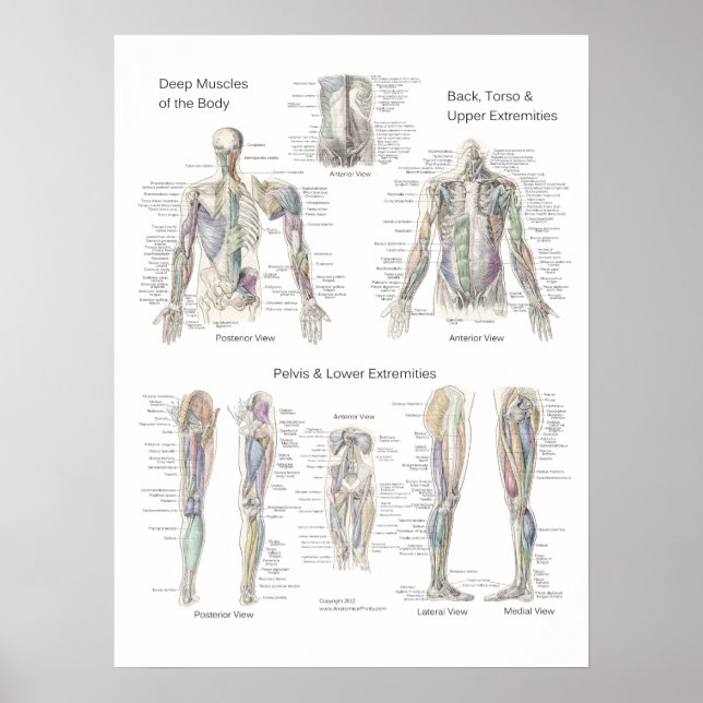 Muscle Anatomy Poster Deep Layers (Vorne)