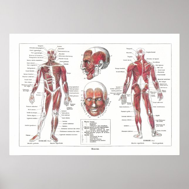Muscle Anatomy Poster in Französisch (Vorne)