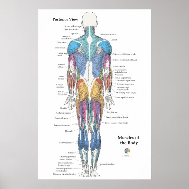 Muscle Anatomy Posterior View Poster (Vorne)