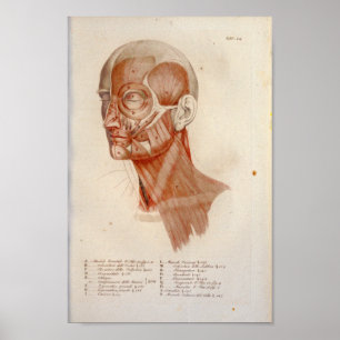 Muscle Anatomy Print Face Neck Französisch Poster