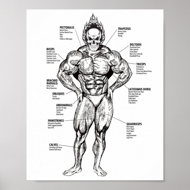 Muscle Chart And Exercise Guide - Bodybuilding Mot Poster (Vorne)