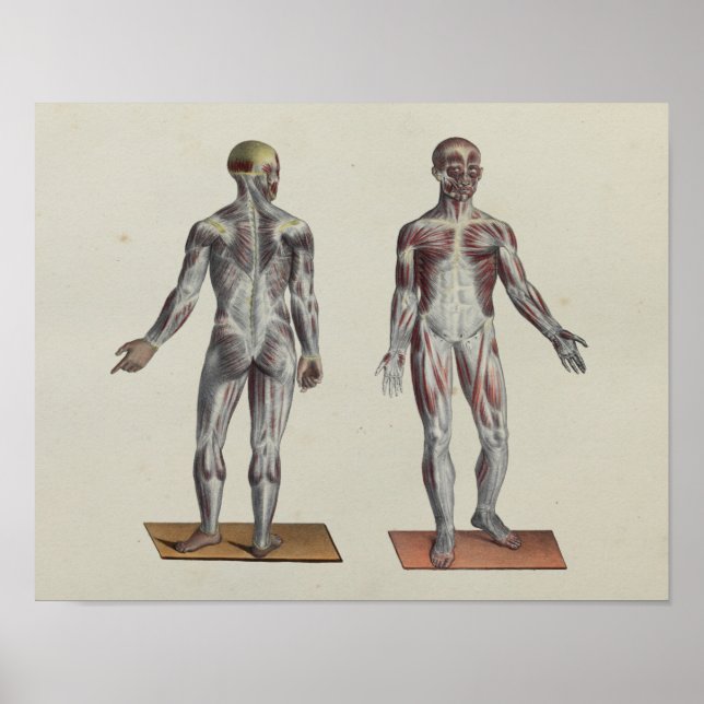 Muscle Fascia Anatomie Druck vorne hinten Poster (Vorne)