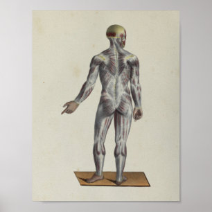 Muscle Fascia Anatomie Print Posterior Poster