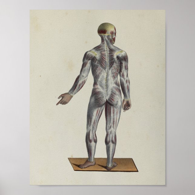 Muscle Fascia Anatomie Print Posterior Poster (Vorne)