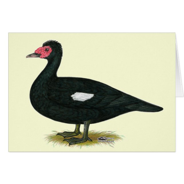 Muscovy Black Drake (Vorderseite (Horizontal))