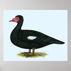 Muscovy Black Drake Poster