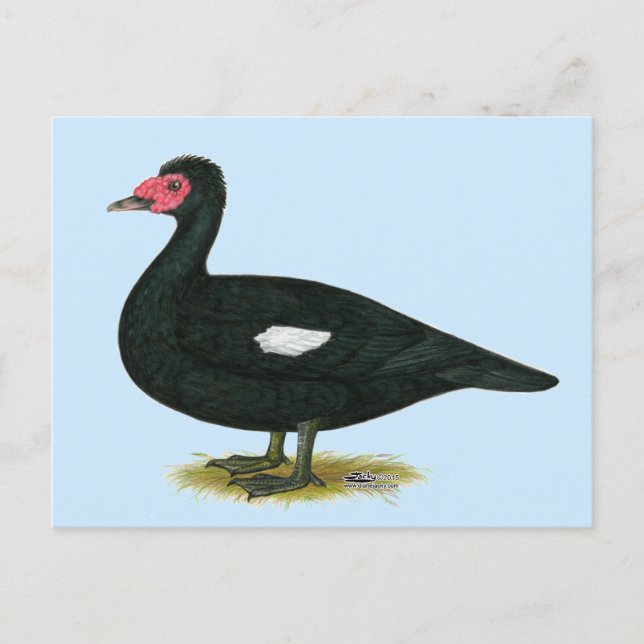Muscovy Black Drake Postkarte (Vorderseite)